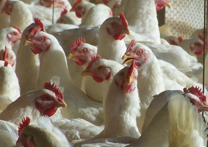 POLLO SIN ANTIBIÓTICOS