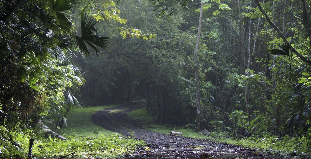 CAMINAR EL PARQUE METROPOLITANO LO MEJORARÁ TODO